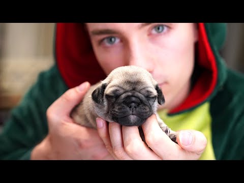 Die HUNDE WELPEN sind DA! | Welpen Vlog #1