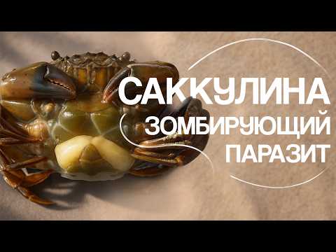 Саккулина - фантастический паразит! Наталья Носова.