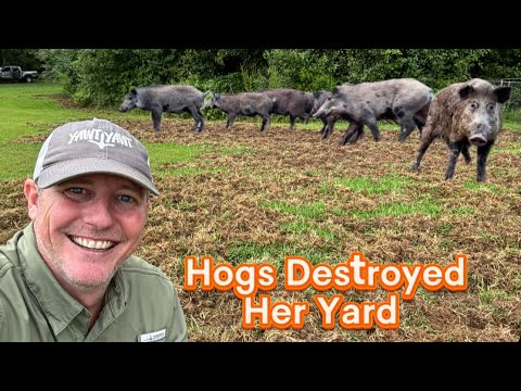 Wild Hogs Demolished Her Yard.  Can I Save This Ground Fast Enough? 