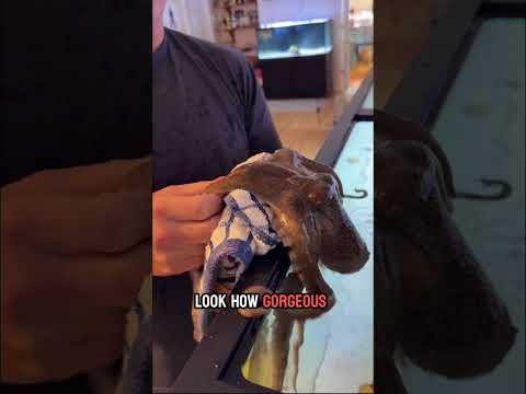 Tommy the octopus loves to crawl out of the tank!