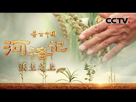 小米的祖先是狗尾巴草？还和江山社稷有关联？《河洛记·沃土之上》| CCTV「寻古中国」20231114