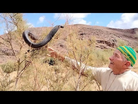 اخطر مغامره مع الافعى الكوبرا الخداعه شاهد كيف تبدو ميته سبحان الله 