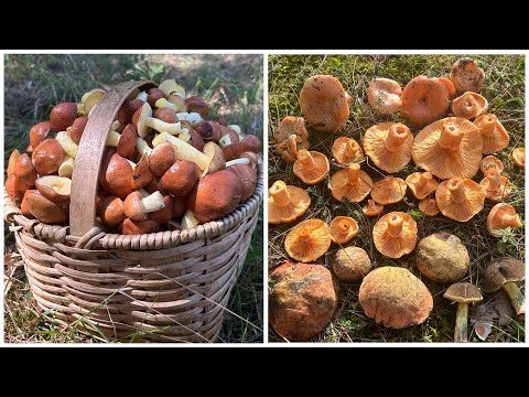 Где,как и когда собрать Маслят много и правильно!☝️