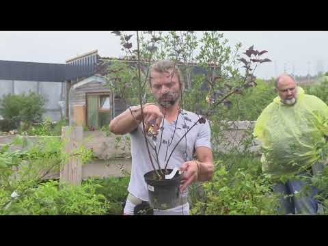 Александр Шаронин в Репейнике. Полная версия мастер-класса