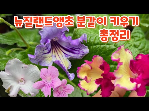 #스트렙토카르프스 #뉴질랜드앵초 #분갈이 #흙배합 #키우기 #물관리