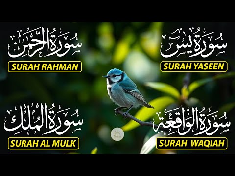 Magical Recitation Surah Yaseen (Yasin) | Surah Rahman | Surah Waqiah | Surah Mulk