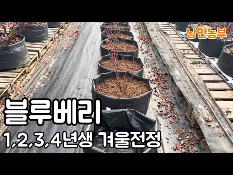 Are blueberry seedlings pruned in December?