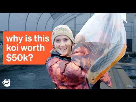 Going to America's largest koi farm to uncover the "luxury fish" market