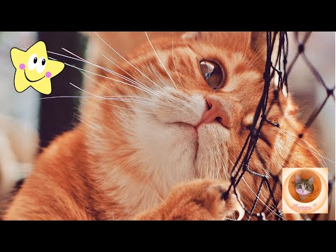 Безумно смешные приколы с котиками, которые вызовут взрывной смех 2024