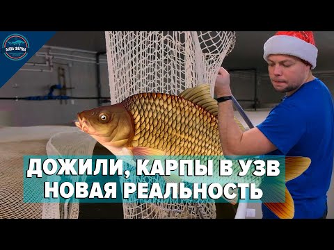 We've come to this: Carp in RAS - a new reality