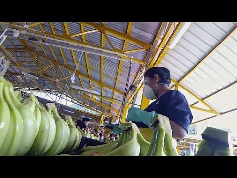 La banane, le fruit le plus consommé au monde
