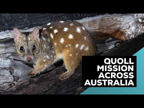 Rewilding Quolls: Extraordinary 4000km Adventure Across Australia!