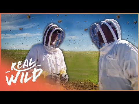 The Dangerous Bees That Have Killed Over 1000 People | Real Wild