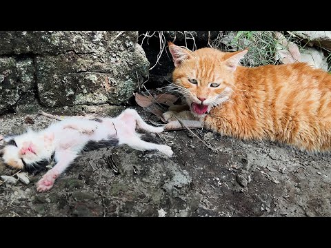 Mother Cat Brought us a Dying Baby Kitten: Unbelievable Rescue!