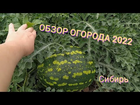 ОБЗОР ОГОРОДА 2022 / Обзор огорода в Сибири. 22 июля.