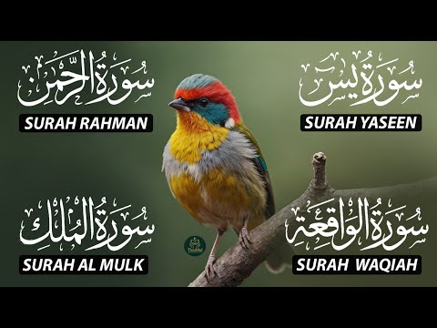 The Best Recitation Surah Yaseen (Yasin) | Surah Rahman | Surah Waqiah | Surah Mulk