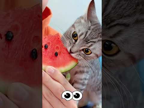 When Your Cat Finds a New Toy... 😸🧸#PlayfulCat #CatToys #CuteCats