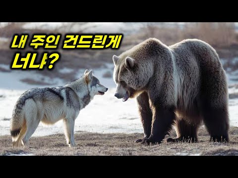 알래스카의 야생 늑대가 사람을 따르게 되면 벌어지는 일 [영화리뷰/결말포함]