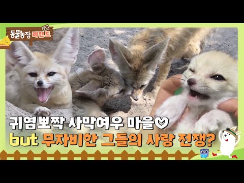 [TV Animal Farm Legend] Cute desert fox village but their ruthless love war? 💔#TV Animal Farm