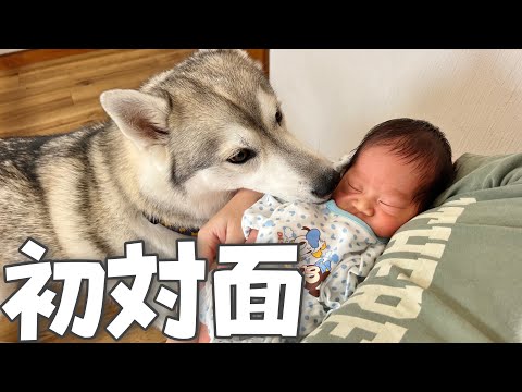 赤ちゃんと初対面したシベリアンハスキーの反応が感動的すぎました…