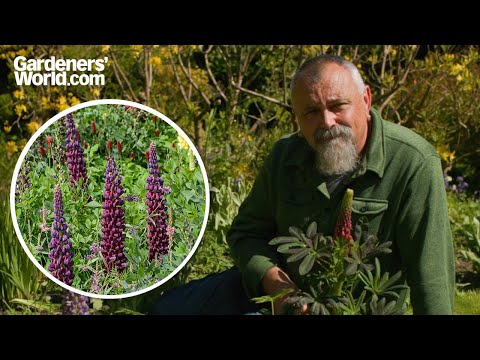 Beautiful LUPIN FLOWERS | Complete guide to growing lupins
