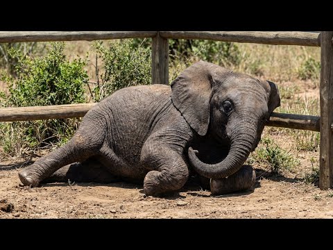 This Baby Elephant Won't Stand Up – Then Keeper Realizes Something Was Wrong