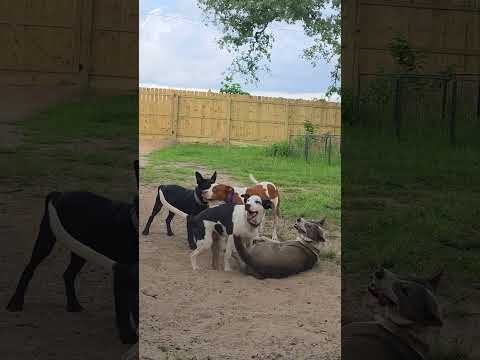 Meet Mac, sweet boy found in a ditch next to a busy highway l. Adopted