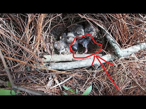 Day13,The cuckoo bird has endless strength and constantly looks for opportunities to push small bird