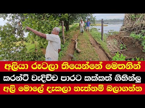 අලියා රූටලා තියෙන්නේ මෙතනින් | කරන්ට් වැදිච්ච පාරට කක්කත් ගිහින්ලු | අලි මොලේ දැකලා නැත්නම් බලාගන්න