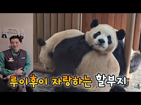 작은 할부지가 루이후이 예쁘다고 칭찬하고 자랑하실만 하지요💕25.12.17 Ruibao Huibao 