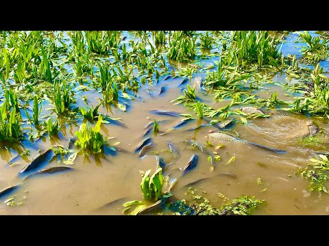 ЭТИ МЕСТА КИШАТ ОТ РЫБЫ АЖ ВЫПРЫГИВАЕТ  рыбалка на удочку и донки