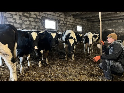 Jogging! Silage/compound feed for fattening!