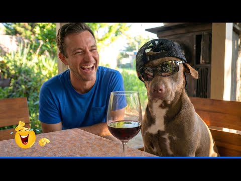 You Will Die Laughing At These Dogs 😹🐶  The Funniest Dog Moments Compilation 🐾
