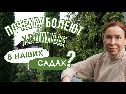 ПОЧЕМУ БОЛЕЮТ ХВОЙНЫЕ В НАШИХ САДАХ?!