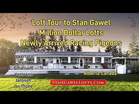 MILLION DOLLARS LOFTS TOUR 😱 DIRECT NEWLY IMPORTS! RACING PIGEONS OF STAN GAWEL. GANDA NG MGA IBON 😍