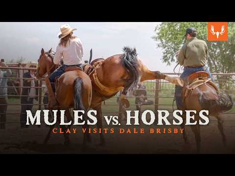 Mules vs Horses | Clay Newcomb Visits Dale Brisby