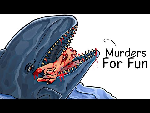 Why it Sucks To Be Born As a False Killer Whale