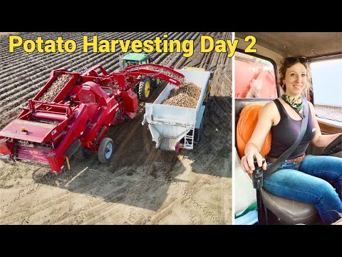 SPUDNIK Potato Harvesting Day 2
