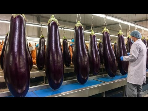 ✅ How Eggplants Are Produced 🍆   From Seed to Harvest Inside the Modern Farm Full Process