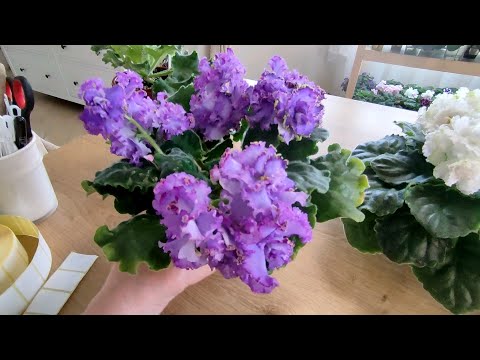 Пересадка фиалок для быстрого цветения