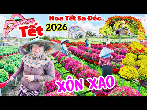 Bùng Nổ" làng hoa Sa Đéc Tết 2026 Cúc Mâm Xôi giá rẻ đón lễ Festival hoa