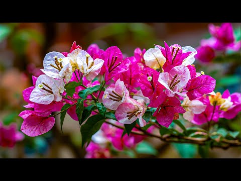 Warm Melodies That Lift Your Spirits in 2026 | Music Against Stress and Fatigue