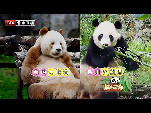 大波传奇熊猫来袭!巴斯竟然上过春晚表演节目,全球唯一棕色大熊猫七仔萌化众人！【熊猫奇缘】