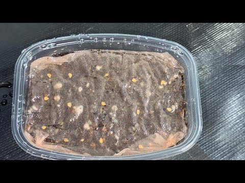 МАЛО КТО ЗНАЕТ ЧТО РАССАДА ТОМАТОВ таким способом посева всегда НИЗКАЯ И ТОЛСТЫМ КРЕПЫШОМ