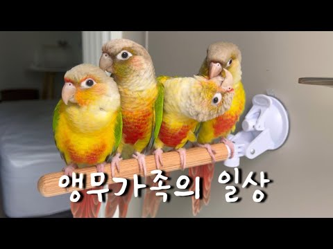 날아다니는 똥싸개 키우기 | 앵무새 브이로그 | 코뉴어 앵무새 | 말하는 앵무새