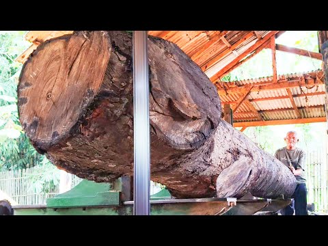 Discovery of rare tree stumps at the sawmill..