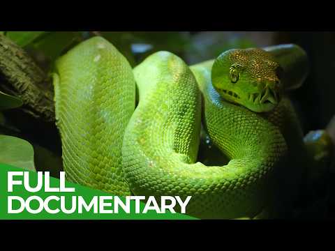 Wild Assassins – Venomous Killers | Free Documentary Nature