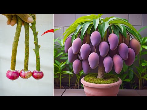 TECHNIQUE; how to grow mango from aloe vera, for productivity, lots of fruit
