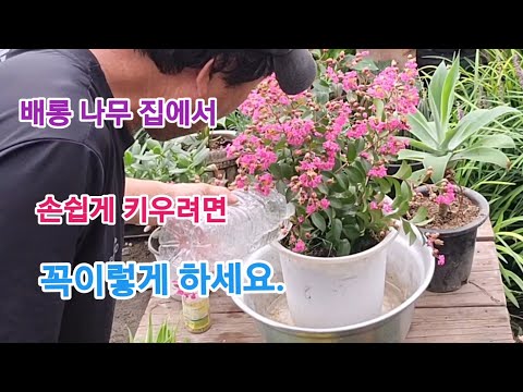 누구나 집에서 배롱나무(목백일홍) 손쉽게 키우려면 꼭!! 이렇게 하세요!!