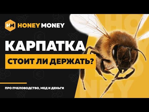 Карпатская порода пчел – характеристика карпатки и где разводят?